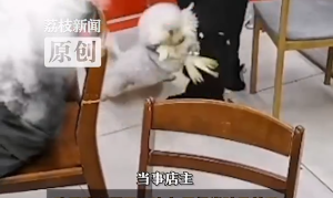猫饮水机十大品牌榜-2025猫饮水机品牌排行榜